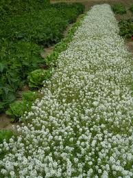 [sweet%2520alysium%2520insectary%2520plant%255B2%255D.jpg]