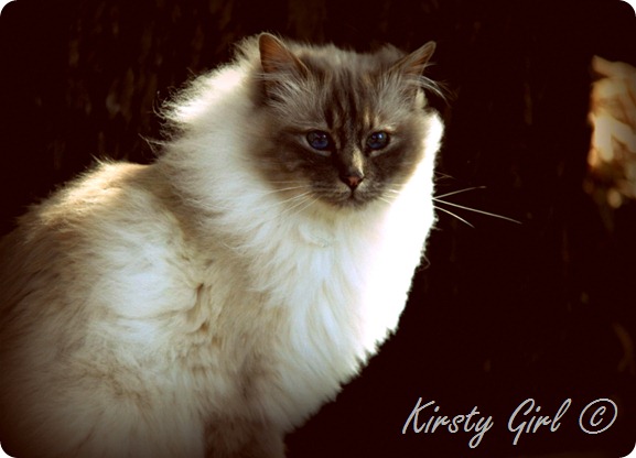 portrait of a cat named indiana #2 portrait of a cat named indiana #2