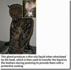 articles-Owl Physiology-Feathers-9