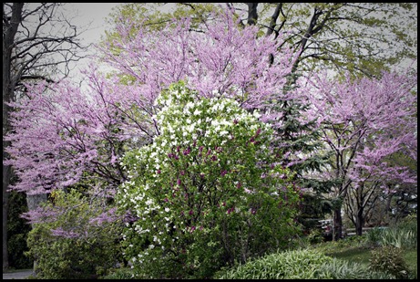 Redbuds