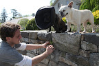 Sharkey, Ryan then finds an appropriate sized gap between stones to put the plant in.