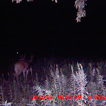nichols deer 022.JPG