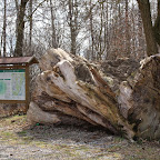 singold-bote_waldlehrpfad-schwabegg_001.jpg