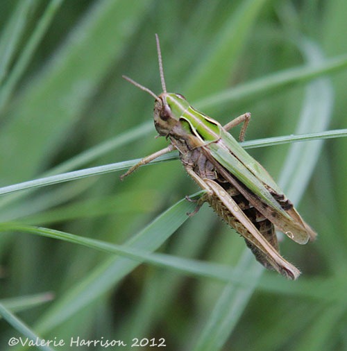 [33-grasshopper%255B2%255D.jpg]