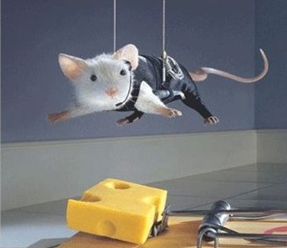 [funny-animal-mouse-cheese-%255B5%255D.jpg]