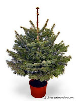 potted_fraser_fir.jpg