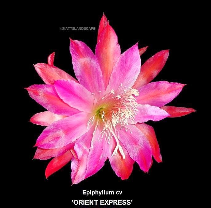 [Epi-Orient-Express3.jpg]