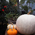 Corn Hill Seasons - Autumn
