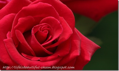 red-roses-flower-rose-pictures-333-thundafunda-com
