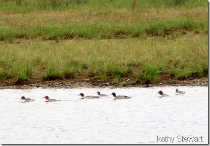 Common Mergansers