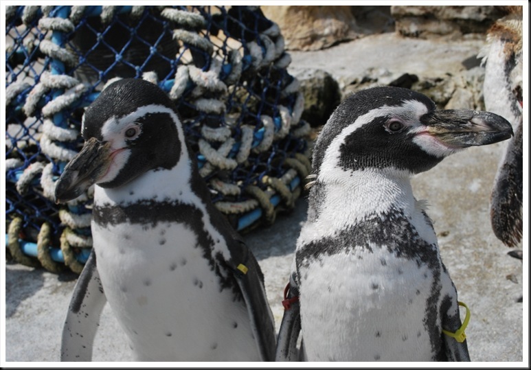 [DSC_0713_thumb%255B8%255D%255B4%255D.jpg]