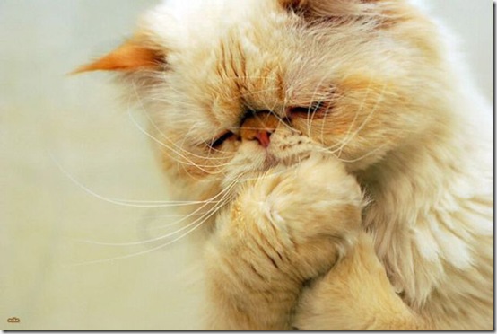 animals-worried-face-27
