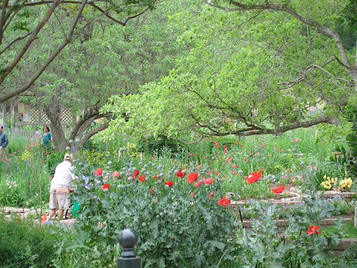 Looking at the old-fashioned garden. This is the kind of scene everyone dreams of recreating in their own garden - tons of flowers for a super colorful, romantic effect.