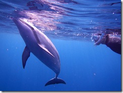 ハワイ島イルカ ハワイ島イルカ