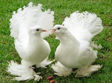 Kicau Burung Nusantara Maret 2015