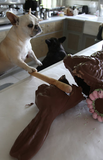 Alright, Bunny!  Off with your head!  Francesca, I know this is hard to watch, but the worst part is over.