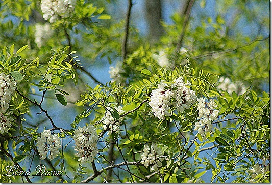 HoneyLocust_Blooms2