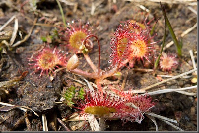 what are insect eaters called