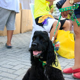 Pet Express Doggie Run 2012 Philippines. Jpg (248).JPG
