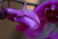 Backyard 149.JPG