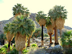 Joshua Tree Fortynine Palms Oasis (Photo by Bob Moore)