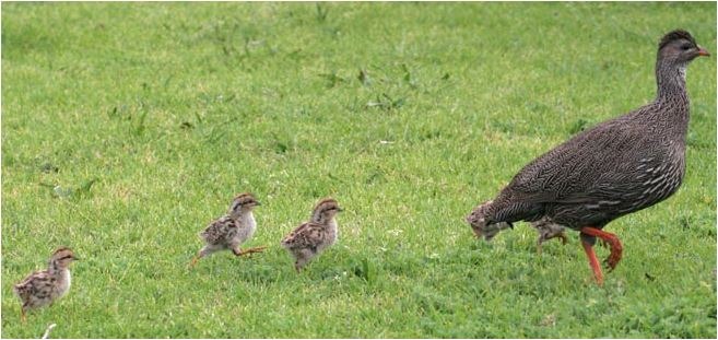 [francolin4%255B4%255D.jpg]