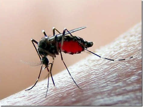mosquito_picando mosquito_picando