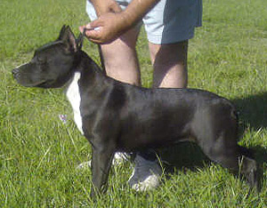 donna lee the iriarte jpg the iriarte kennel ejemplares machos y ...