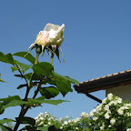 IMG_3549.jpg