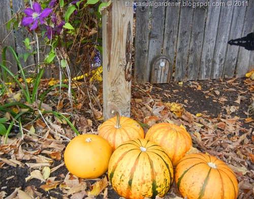 [Pumpkin%2520Surprise%255B8%255D.jpg]