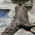 DSCN4177.JPG