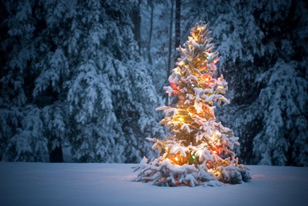 xmas-tree-in-the-snow