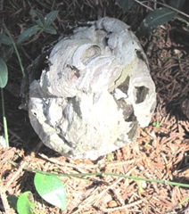 textures small paper wasp nest on ground