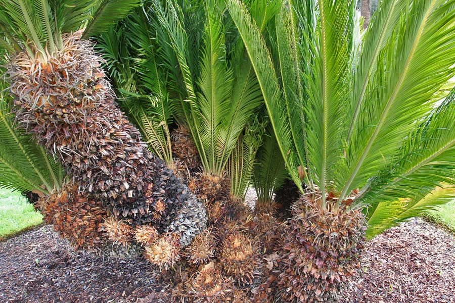 [120317_Capitol_Park_Cycas-revoluta_0%255B1%255D.jpg]