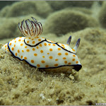 Автор Oleg Kalachov Kalachov_diving_009.jpg