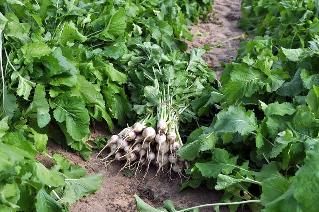 [fall%2520produce%25201112%2520%252844%2529%255B3%255D.jpg]