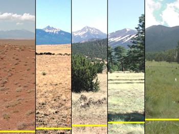 Grassland ecosystems found in northern Arizona were used in a decade-long study conducted at Northern Arizona University that simulated the long-term effects of global warming. Photo composite by Michael Allwright and Paul Dijkstra / nau.edu