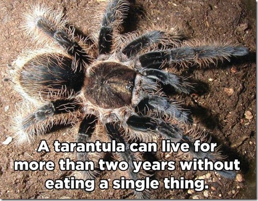 little_known_and_incredible_animal_facts_640_06