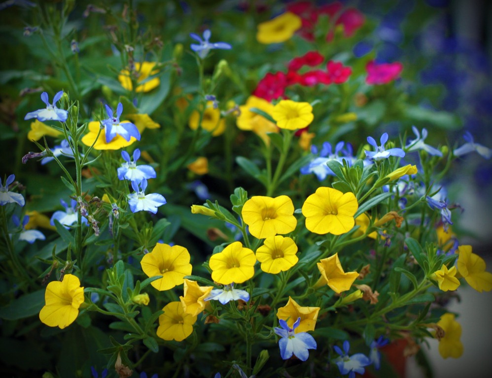 [front%2520flowers1%255B4%255D.jpg]