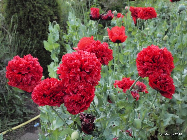 Pavot somniférum à fleur de Pivoine