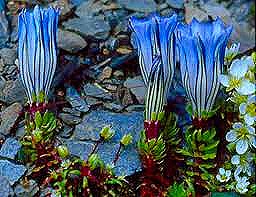 [gentiana%2520arethusae%255B5%255D.jpg]
