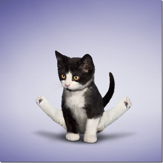 yogacats1
