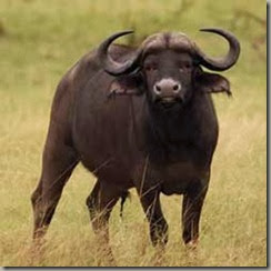 bufalo-cafre
