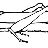 GRASSHOPPER COLORING