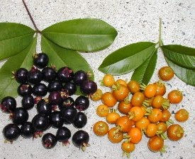 [Grumixamas%255B2%255D.jpg]