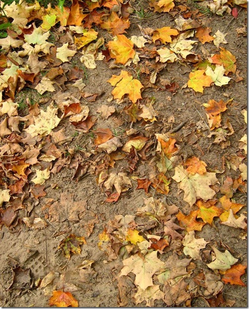 Leaves_and_Sand_Texture_1_by_Jenna_RoseStock Leaves_and_Sand_Texture_1_by_Jenna_RoseStock