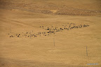 A herd in the middle of nowhere