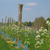 Pommiers à Eaux-Puiseaux.jpg