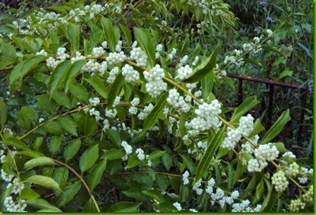 Beautyberry Branca