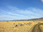 DSCN5785.JPG